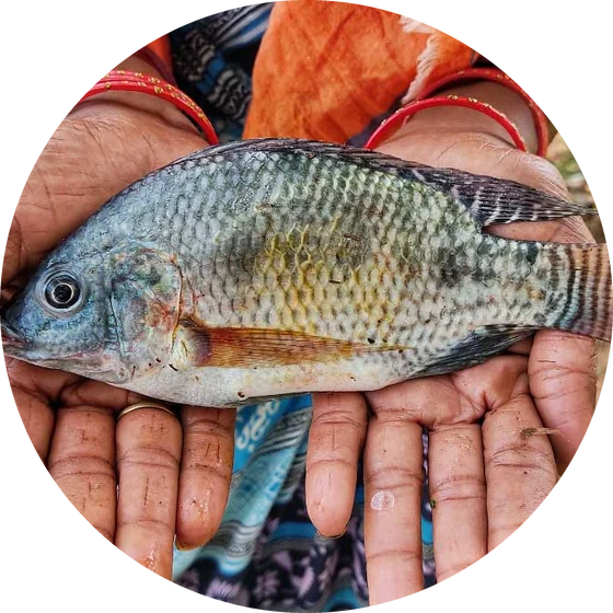 A freshly caught tilapia held in two hands