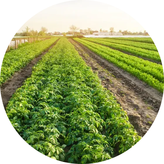 Rows of leafy green vegetables growing in an open field at golden hour